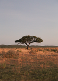 Anouk van Asbeck Photography: Tree 1