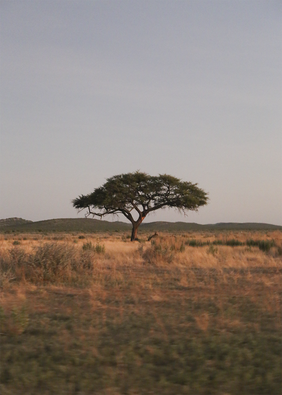 Anouk van Asbeck Photography: Tree 1