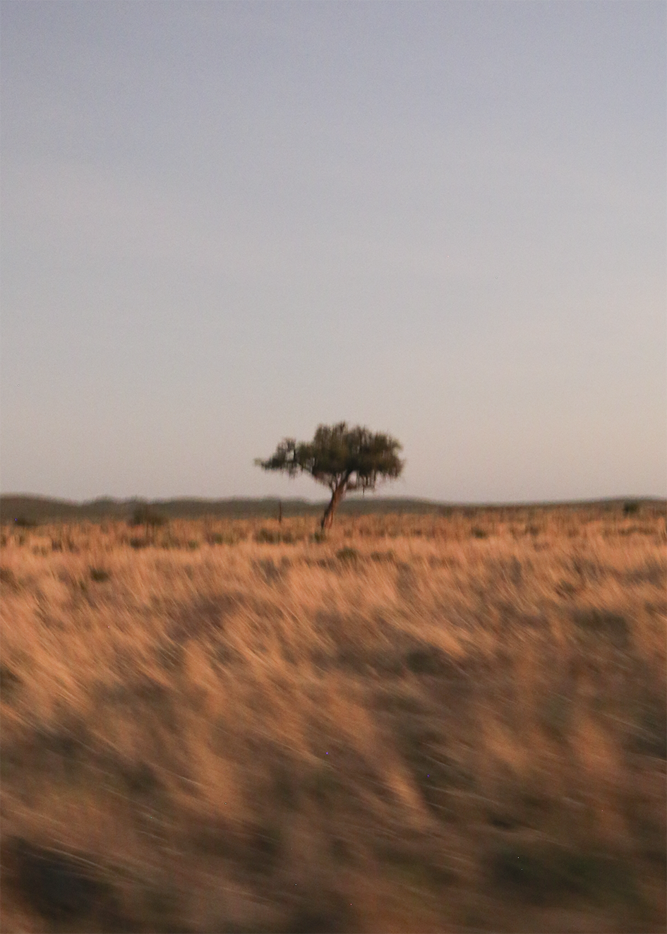 Anouk van Asbeck Photography: Tree 2