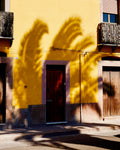 "Yellow shadow palm" by Marissa Splinter