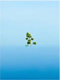 Print by Luuk de Werd